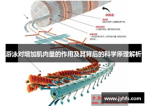 游泳对增加肌肉量的作用及其背后的科学原理解析